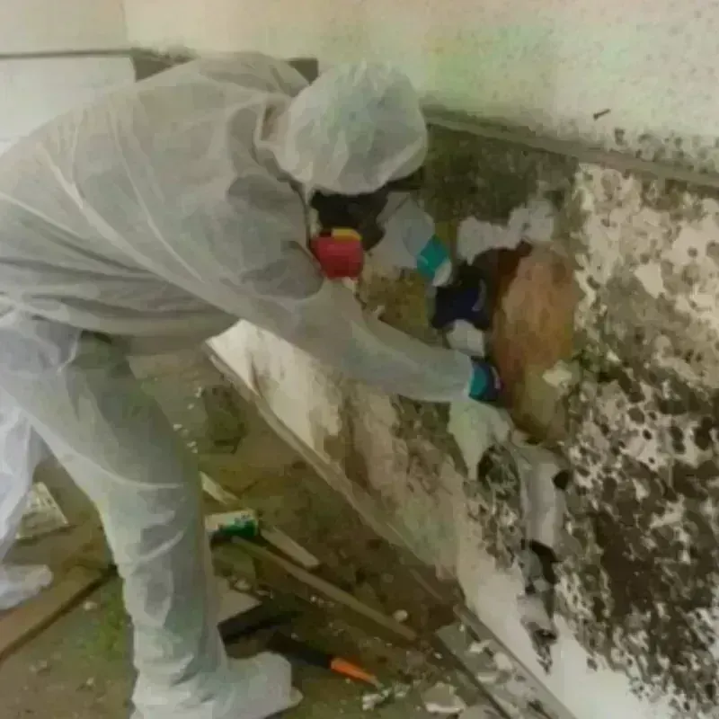 Best Mold Remediation and Removal Service in Camden, NJ